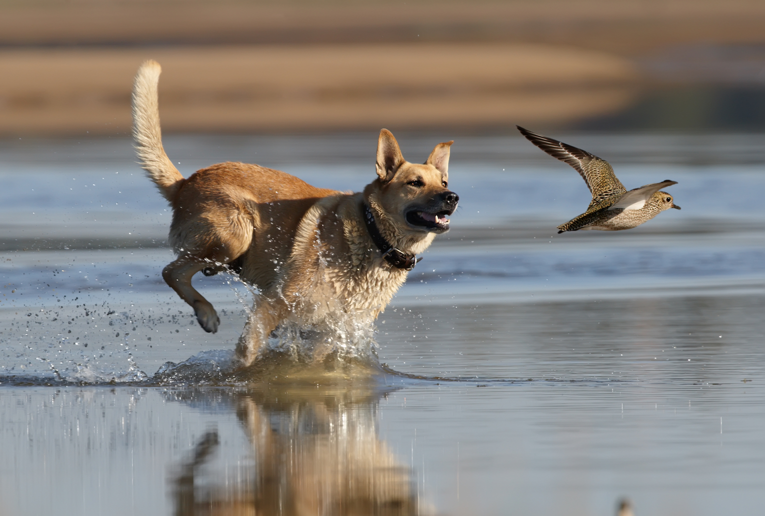 Animals can sense danger due to special fear conditioning
