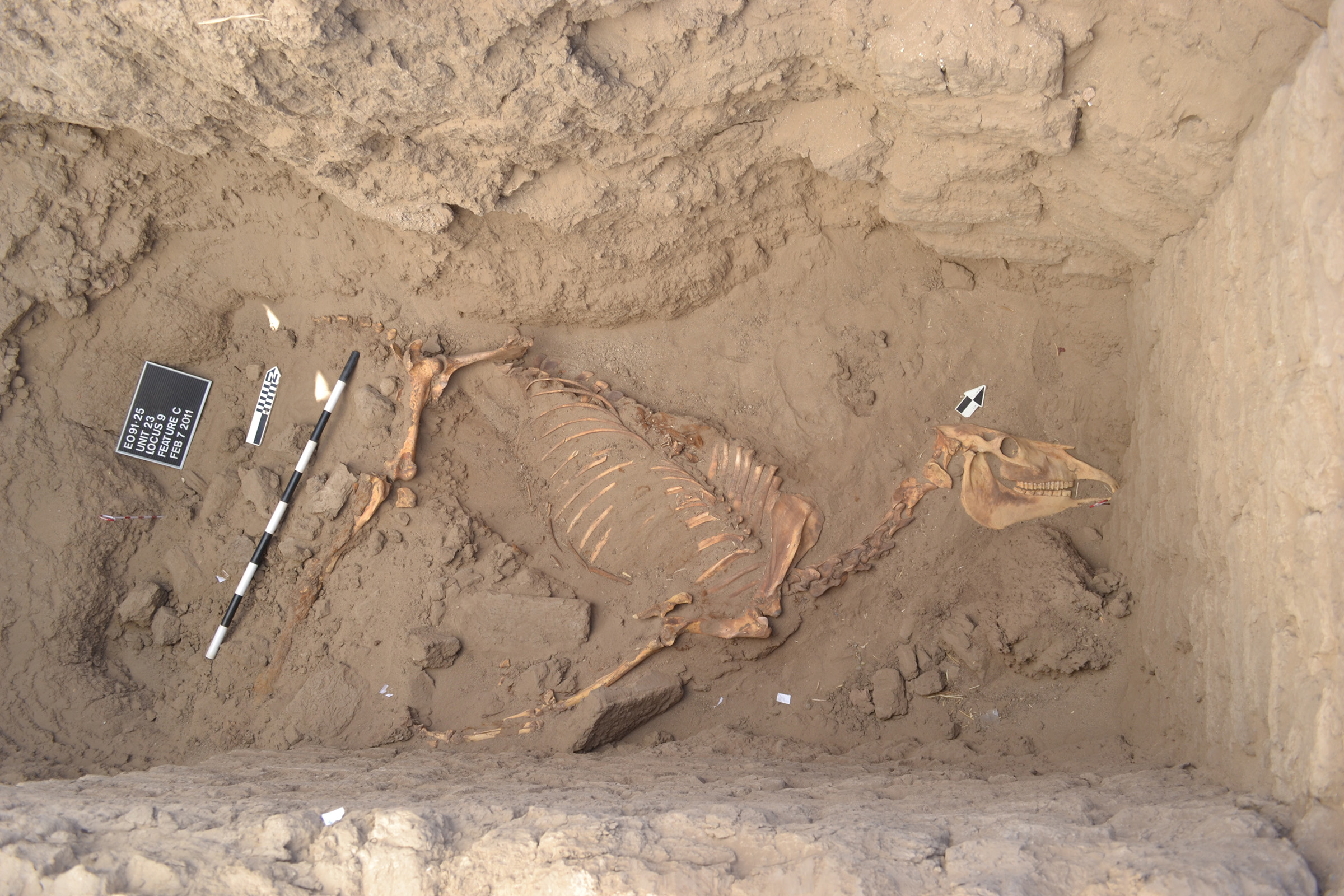Horse found buried in a ceremonial tomb 3,000 years ago