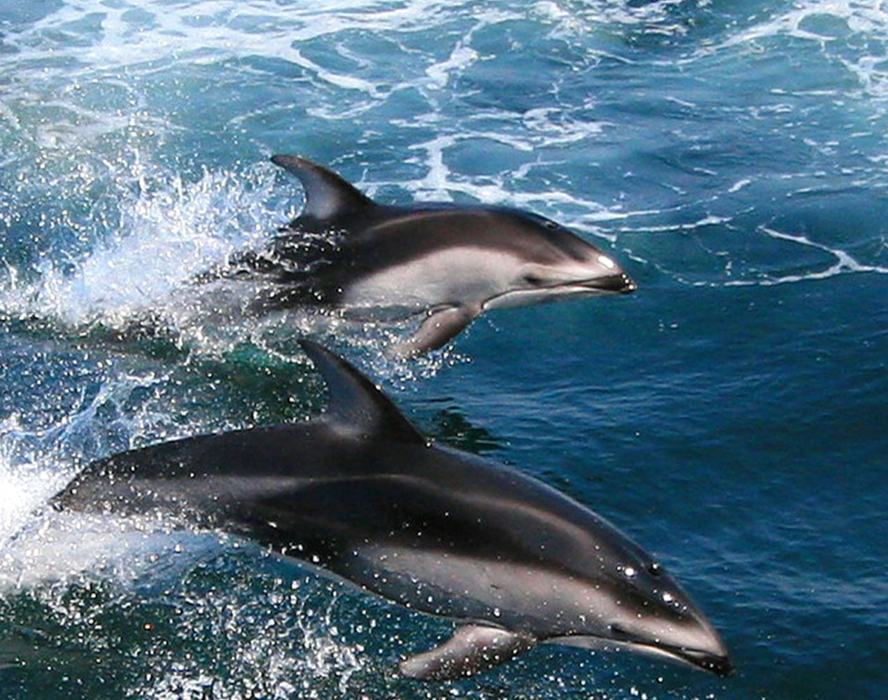 Secret weapon helps marine mammals avoid the bends
