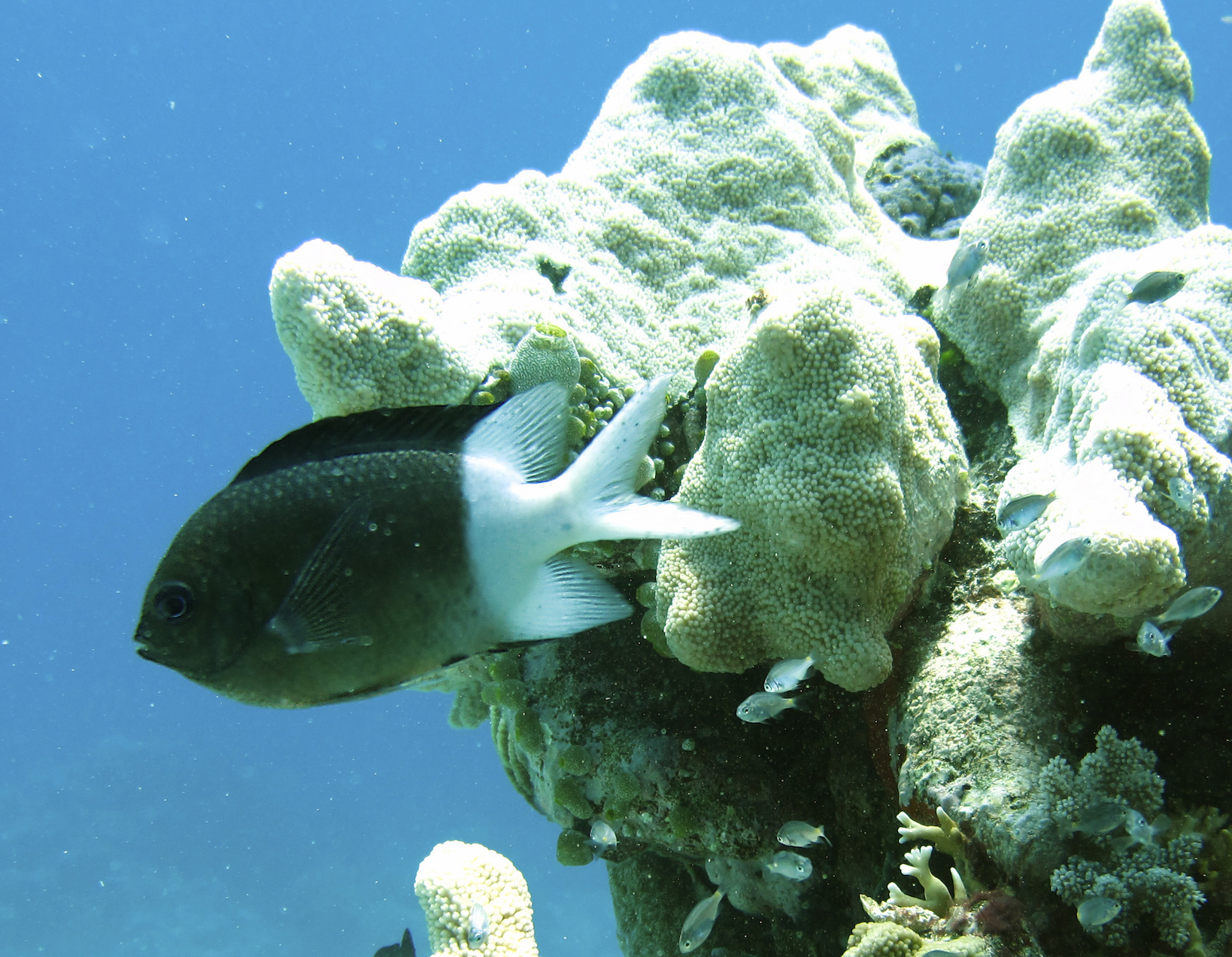 Some reef fish have genetically adapted to global warming
