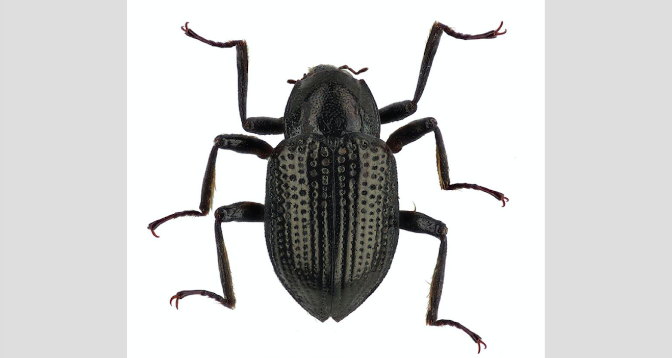 New beetle named after Leonardo DiCaprio for his environmentalism