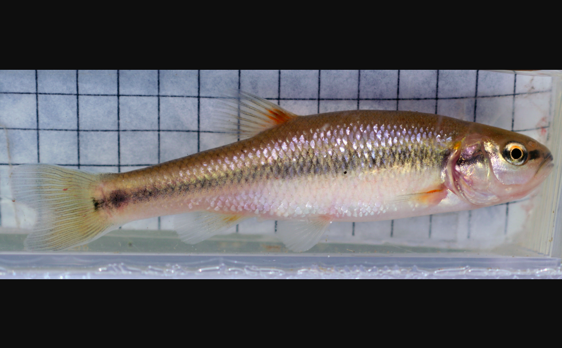 City fish develop different body shapes than rural fish