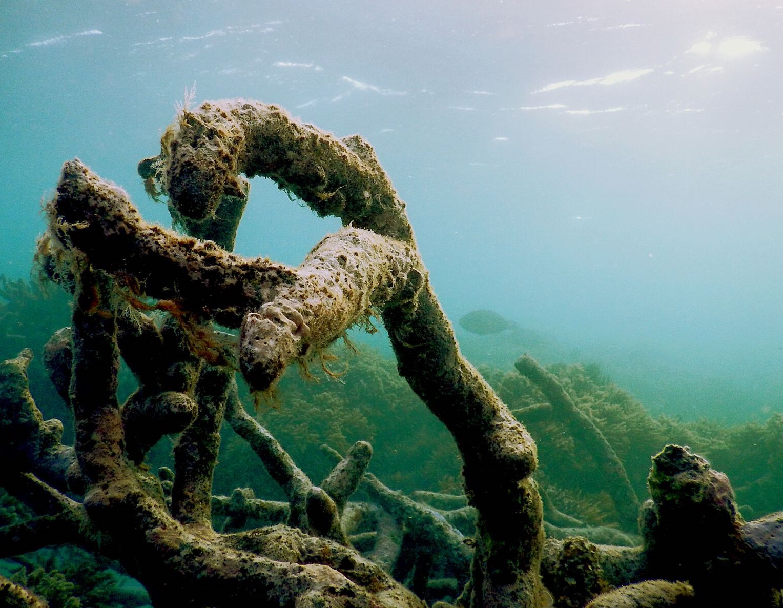 Silence of the reefs: how quiet coral reefs are keeping fish away
