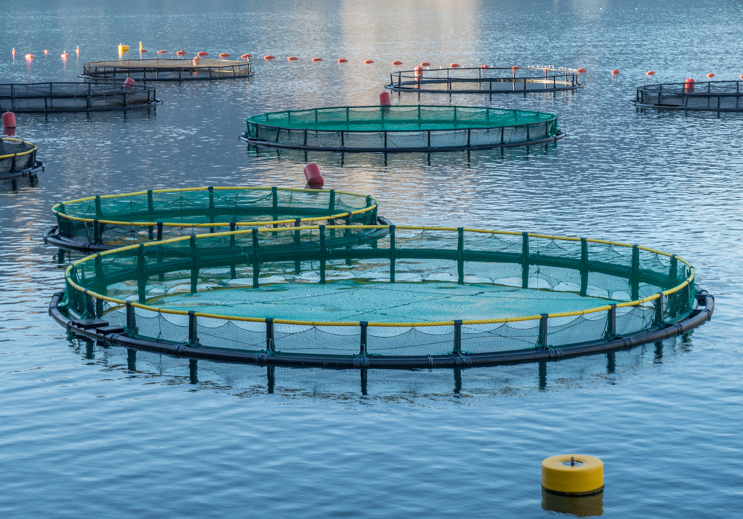 Farming fish can improve global food security and conserve land