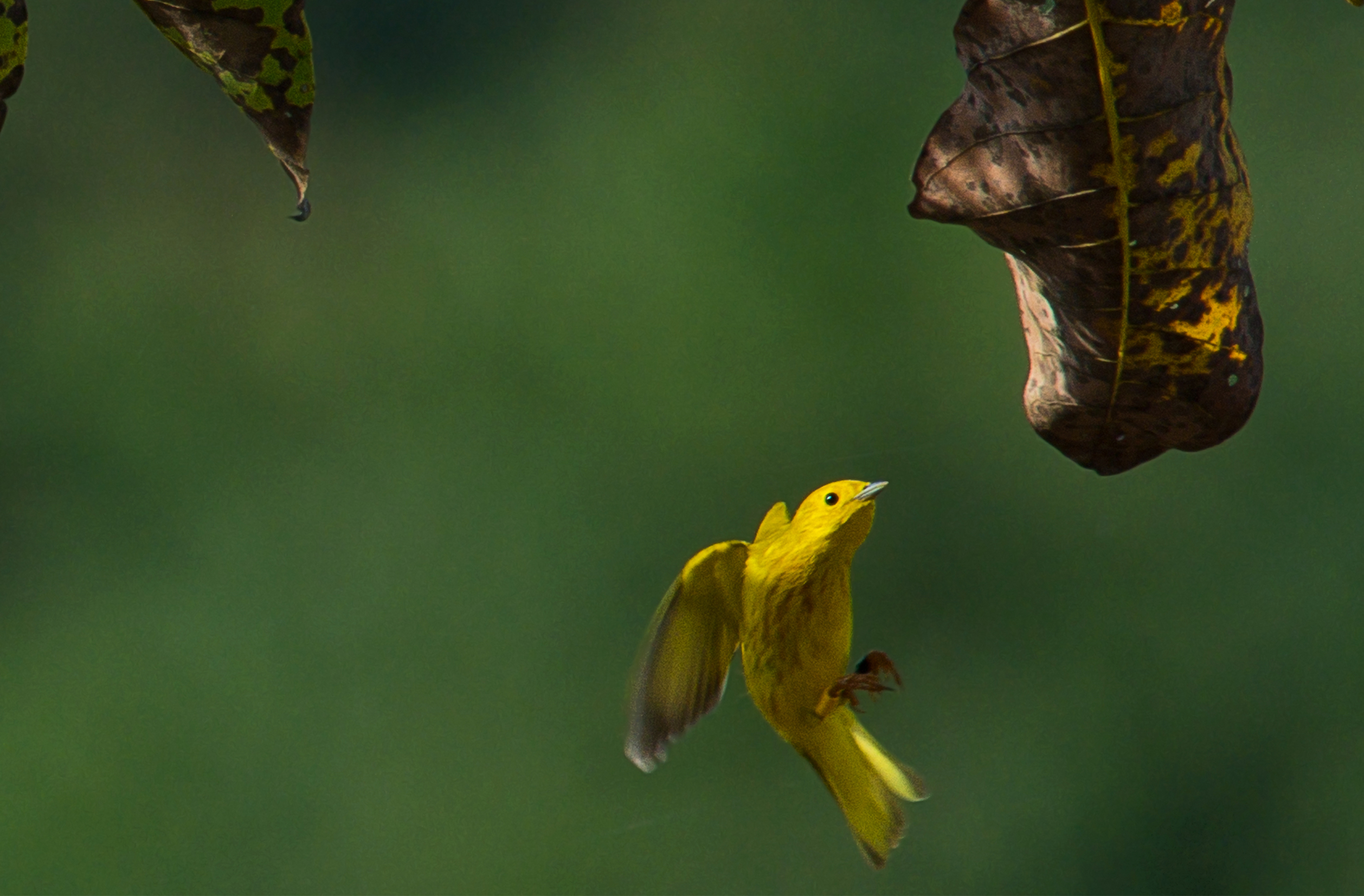 Facing habitat loss, migrating birds pick agricultural land