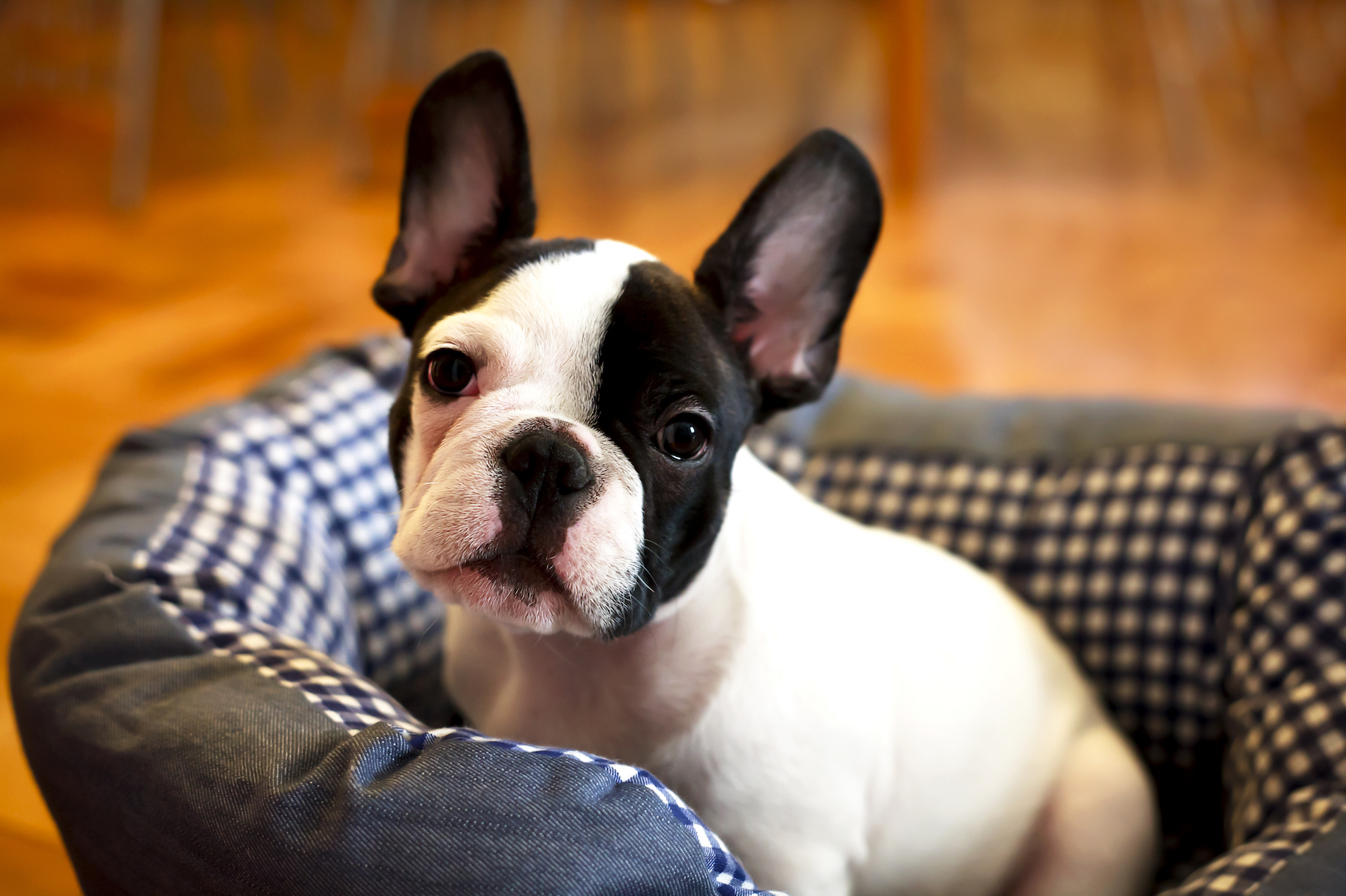 What makes French bulldogs so cute also increases health risks