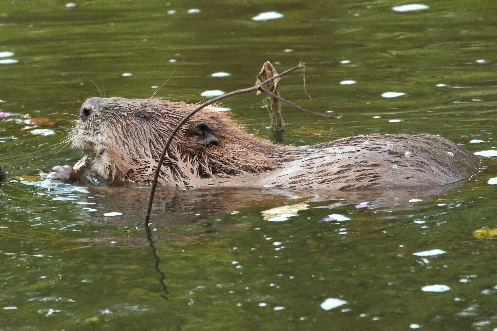 Beavers help reduce water pollution and soil erosion
