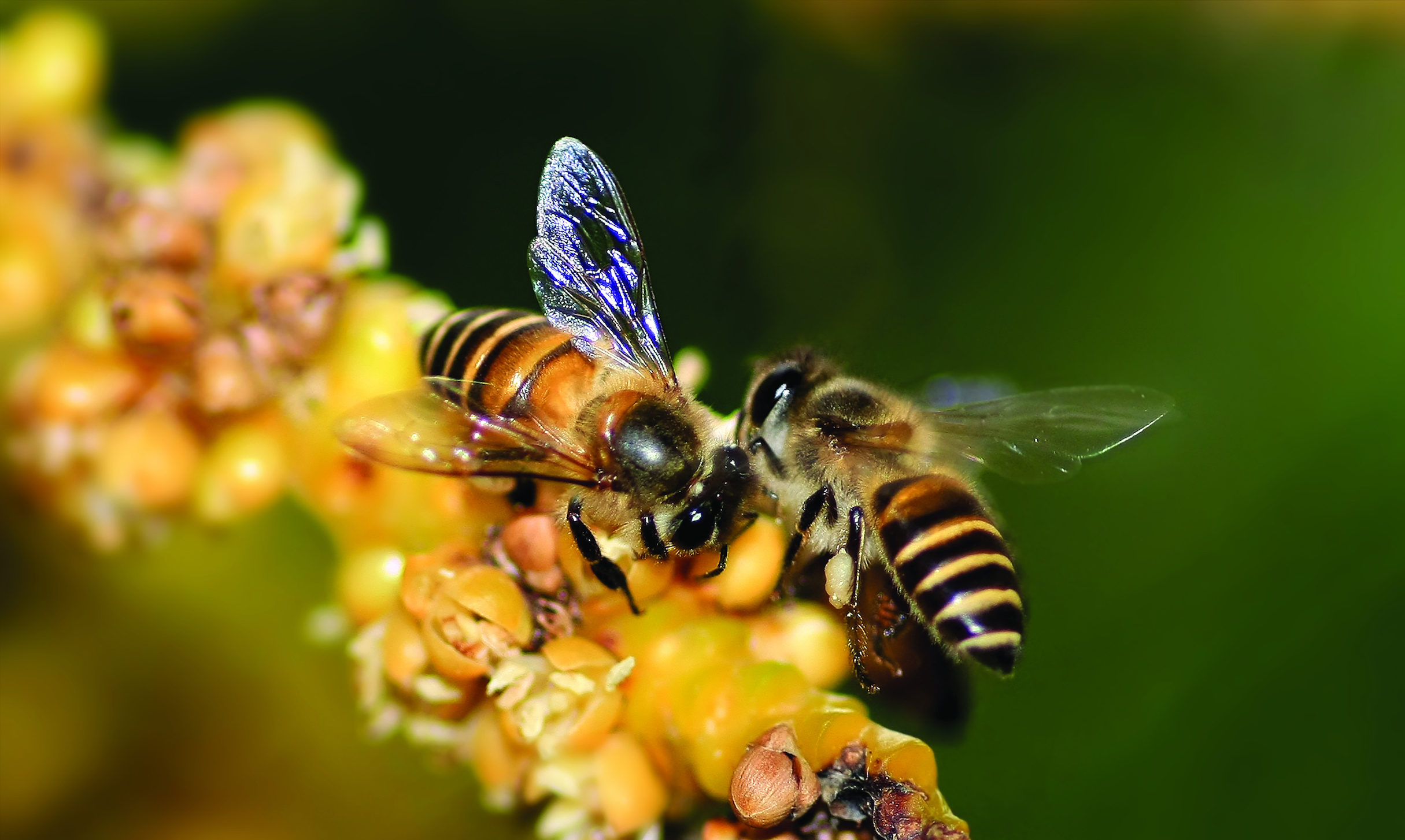 Bees get an intense sugar high from nectar due to special neurons