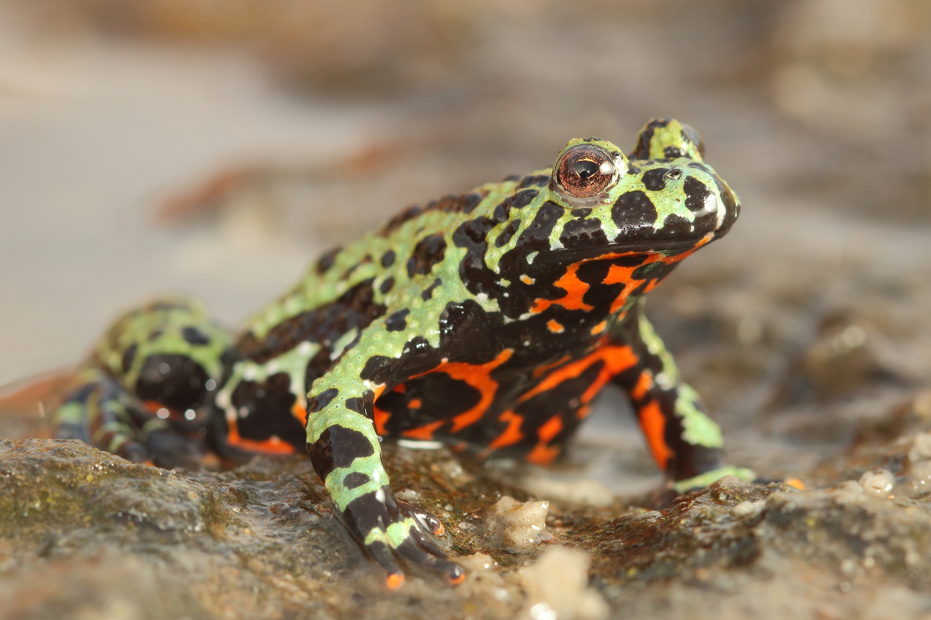 Killer fungus wiping out amphibians originated in Asia
