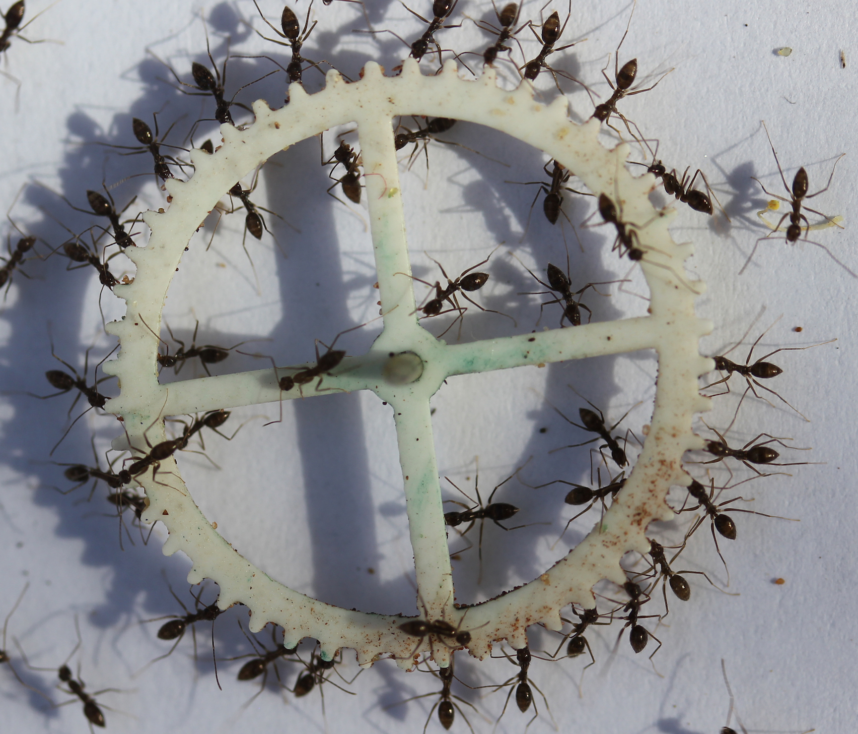 How ants work together to carry food around obstacles