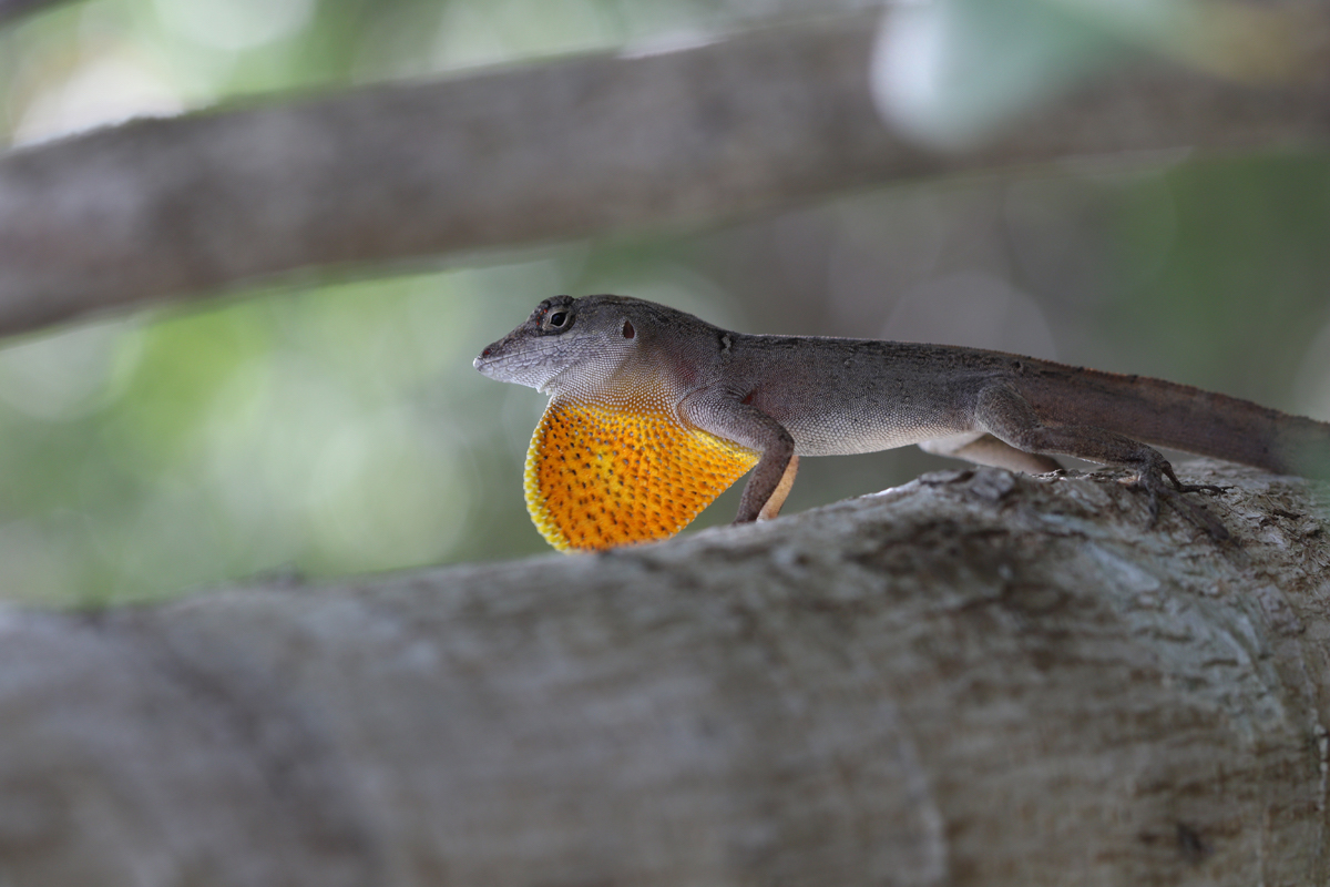 Even Earth’s most resilient lizards may succumb to climate change