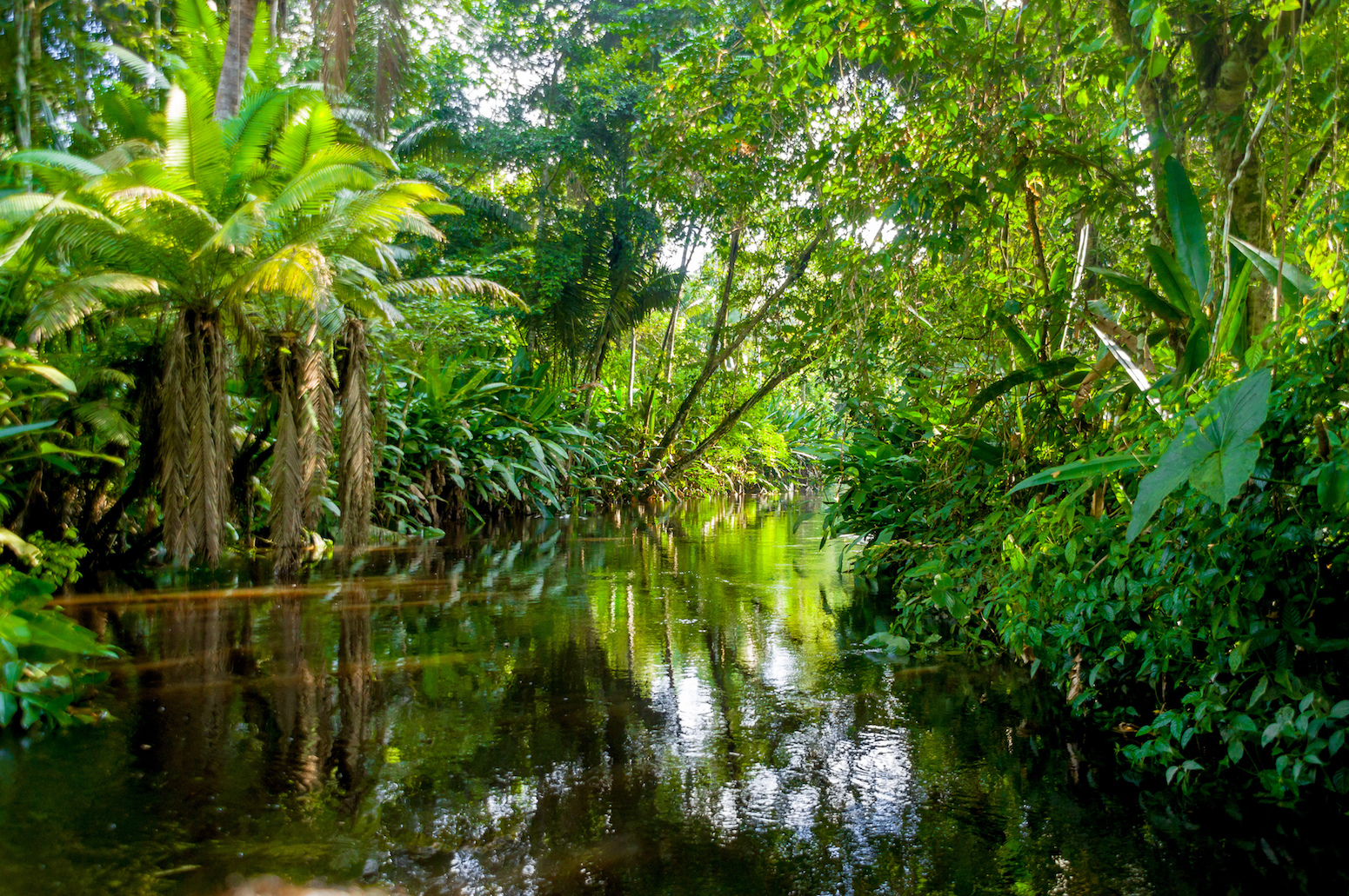 Many diverse tropical species can find their roots in the Amazon