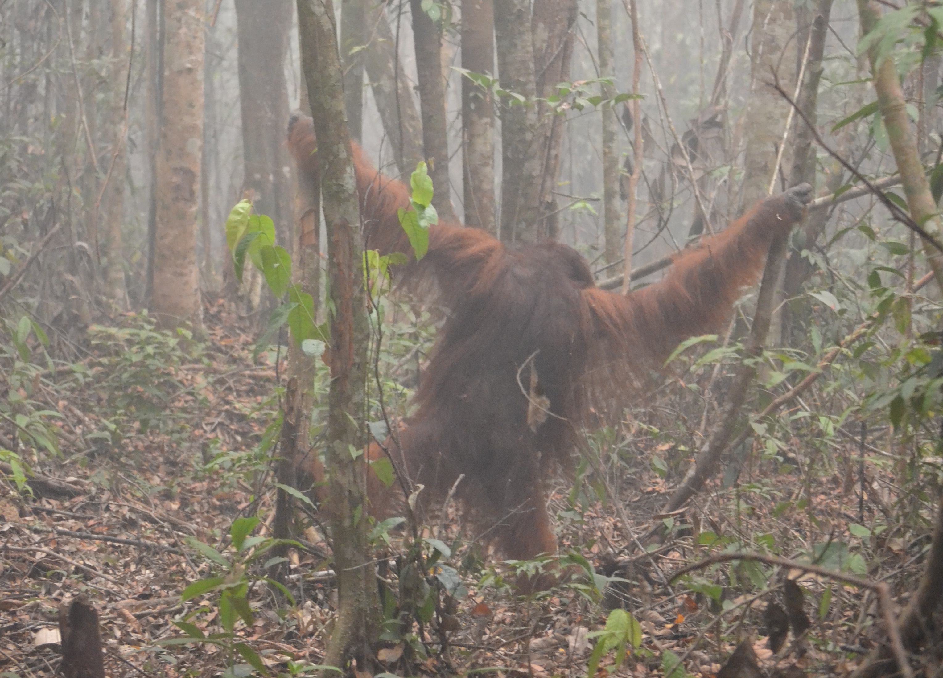 Already endangered orangutans face wildfire smoke health risks