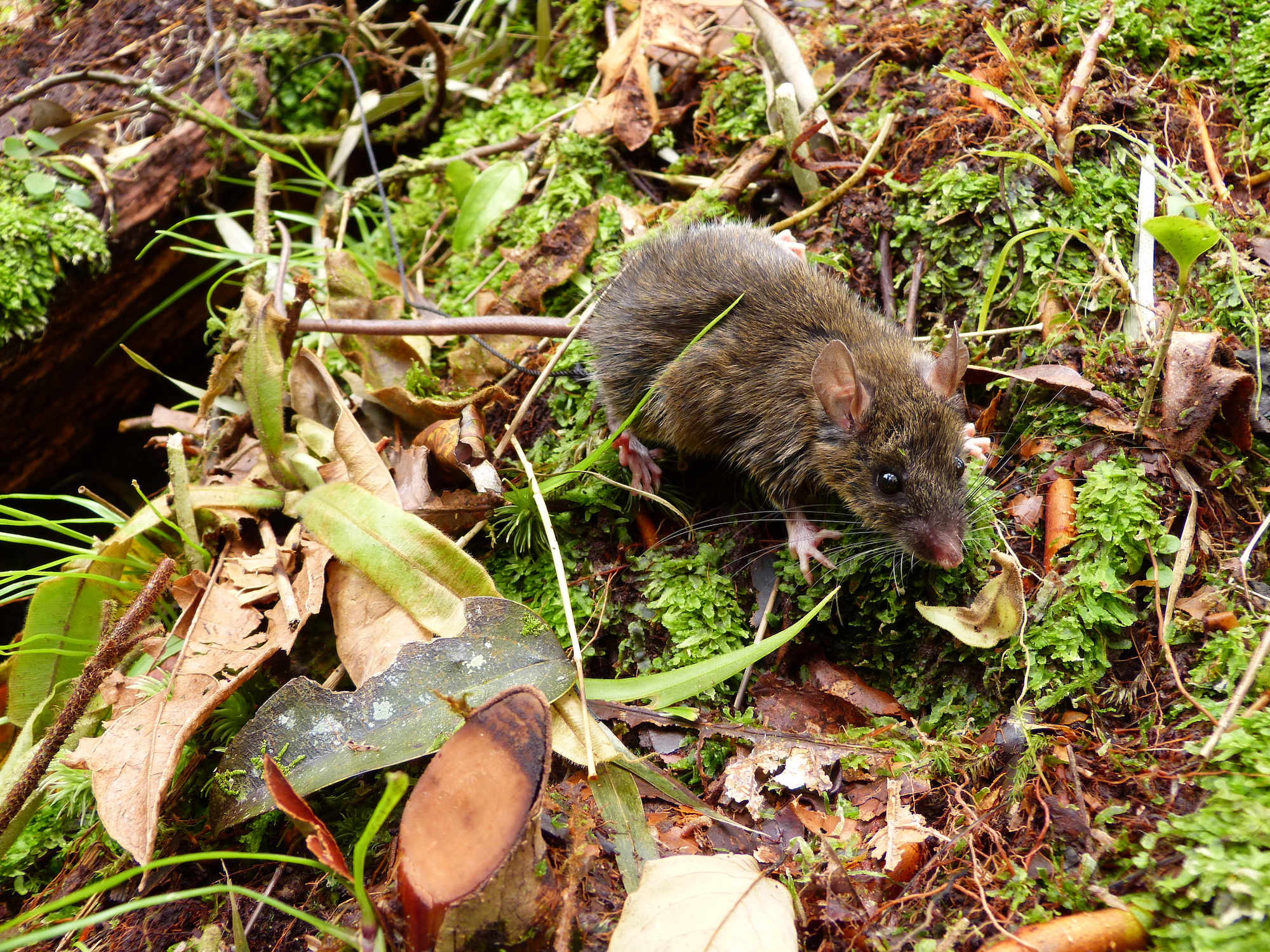 Island study reveals animals can diversify in very small regions