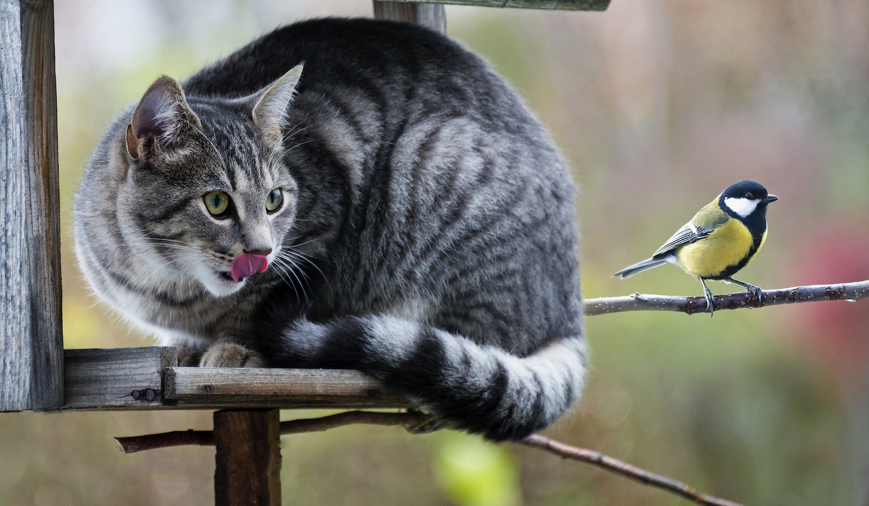 Cats get away with murder, have caused bird population declines