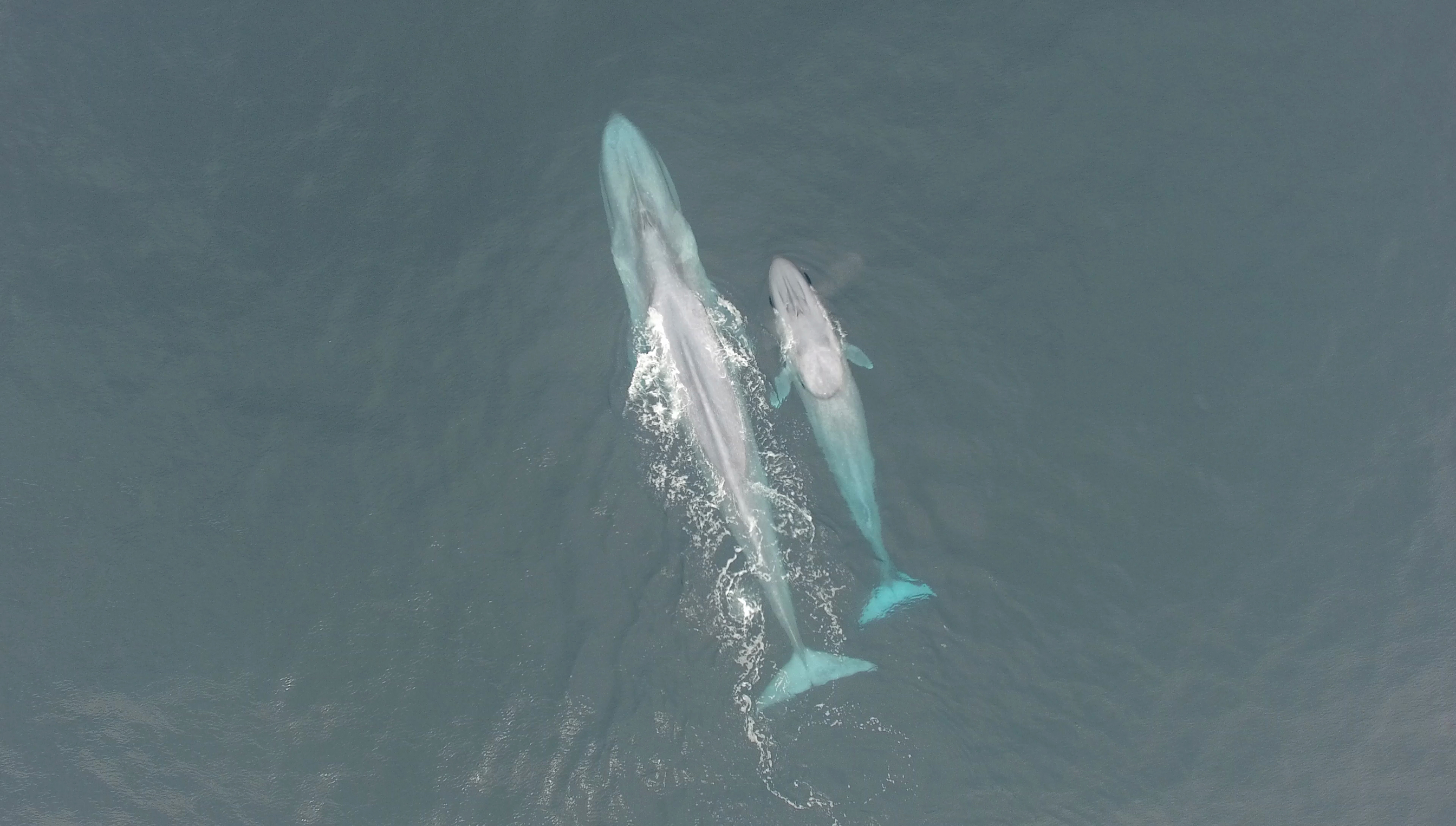 New population of blue whales discovered near New Zealand