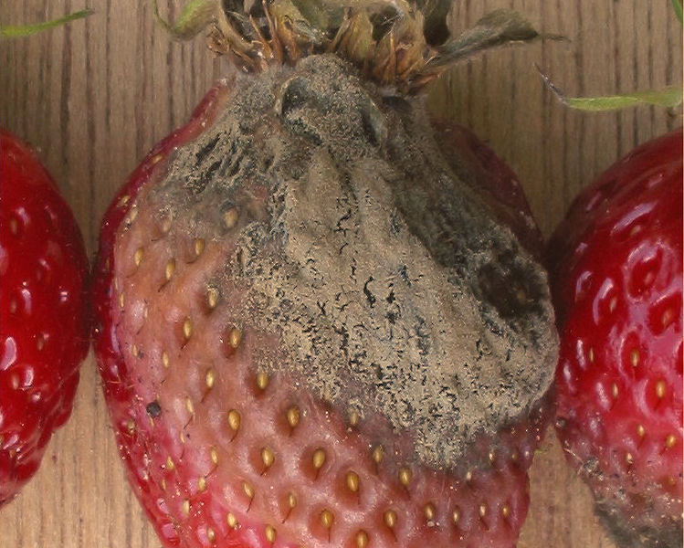 The secret weapon plants use to battle deadly fungus