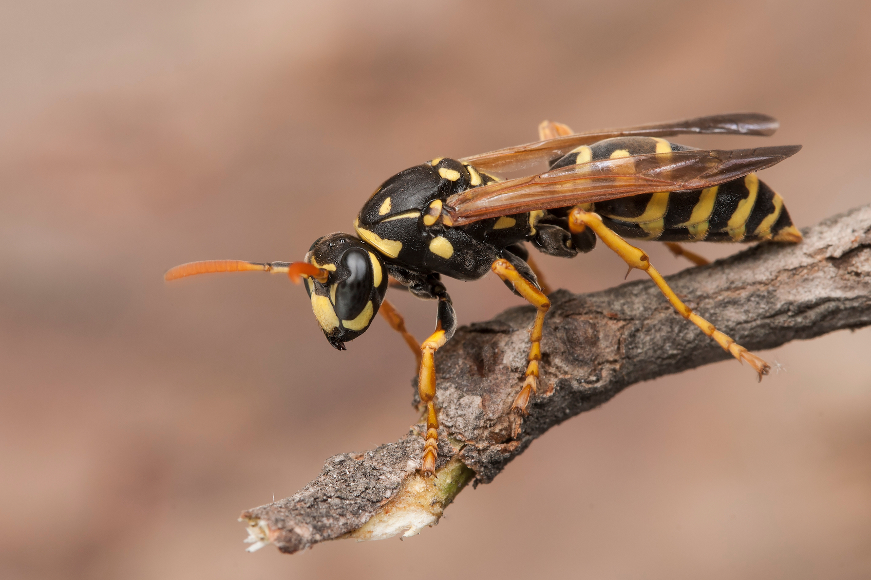 Wasps communicate to each other when there’s food nearby