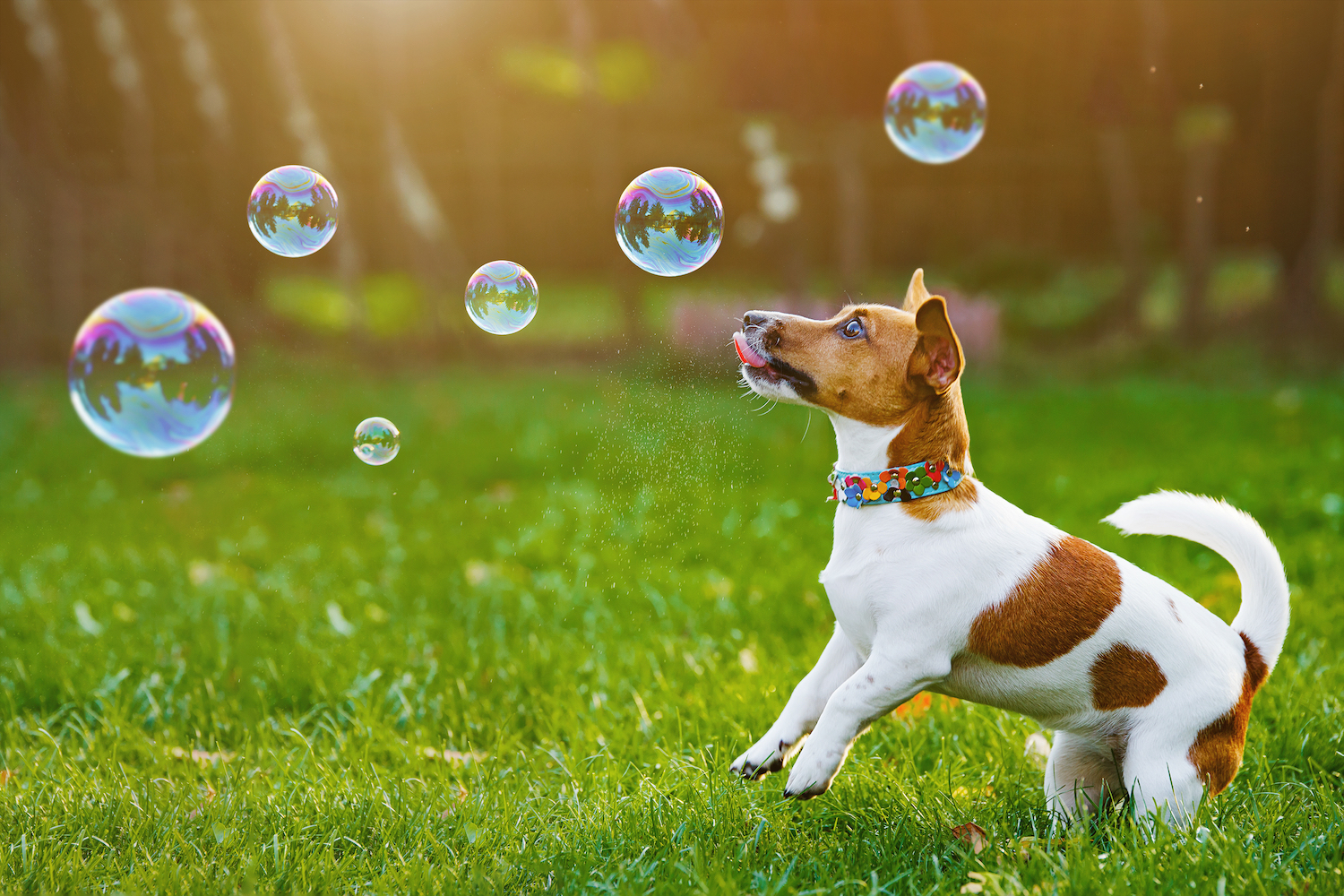 The time of year a dog is born can impact their future health