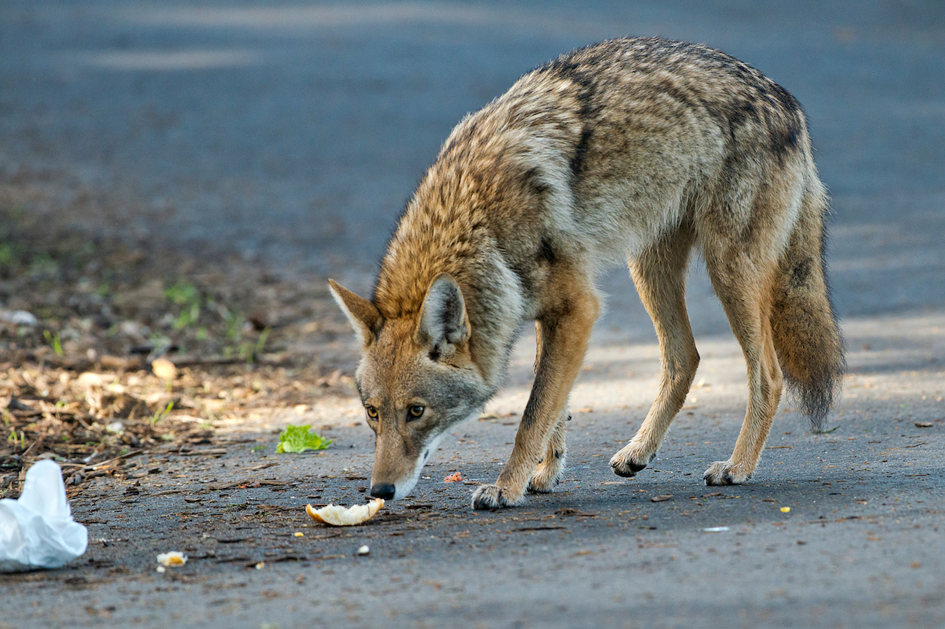 Why coyote populations have exploded across North America
