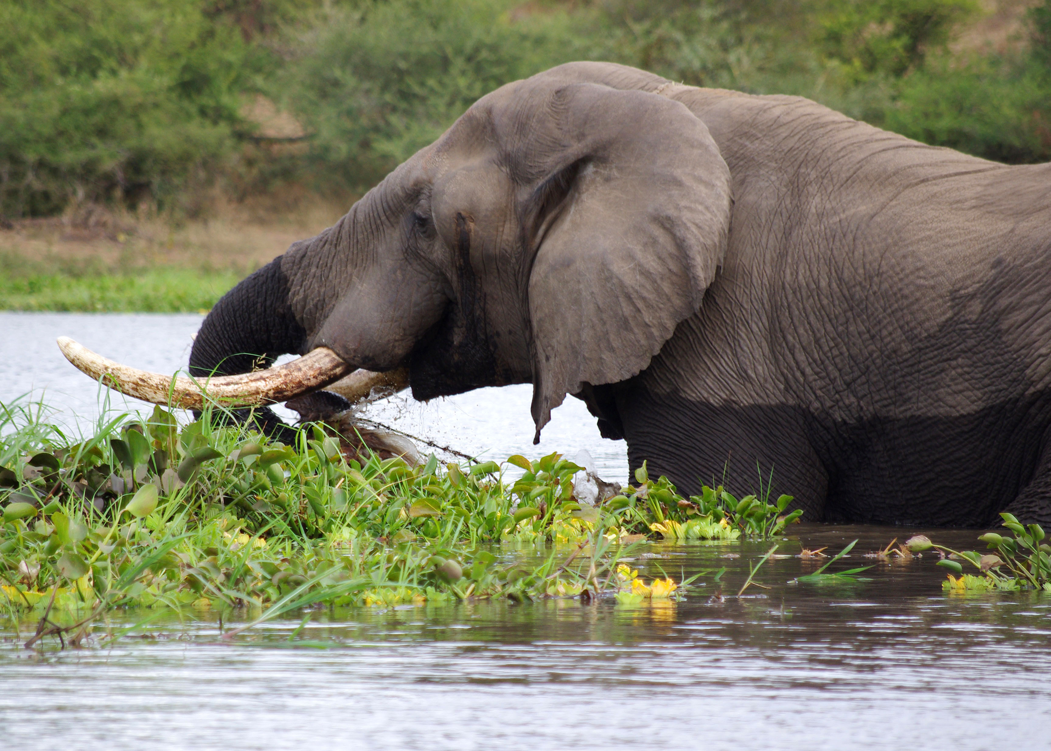 African Parks transports animals to boost endangered populations