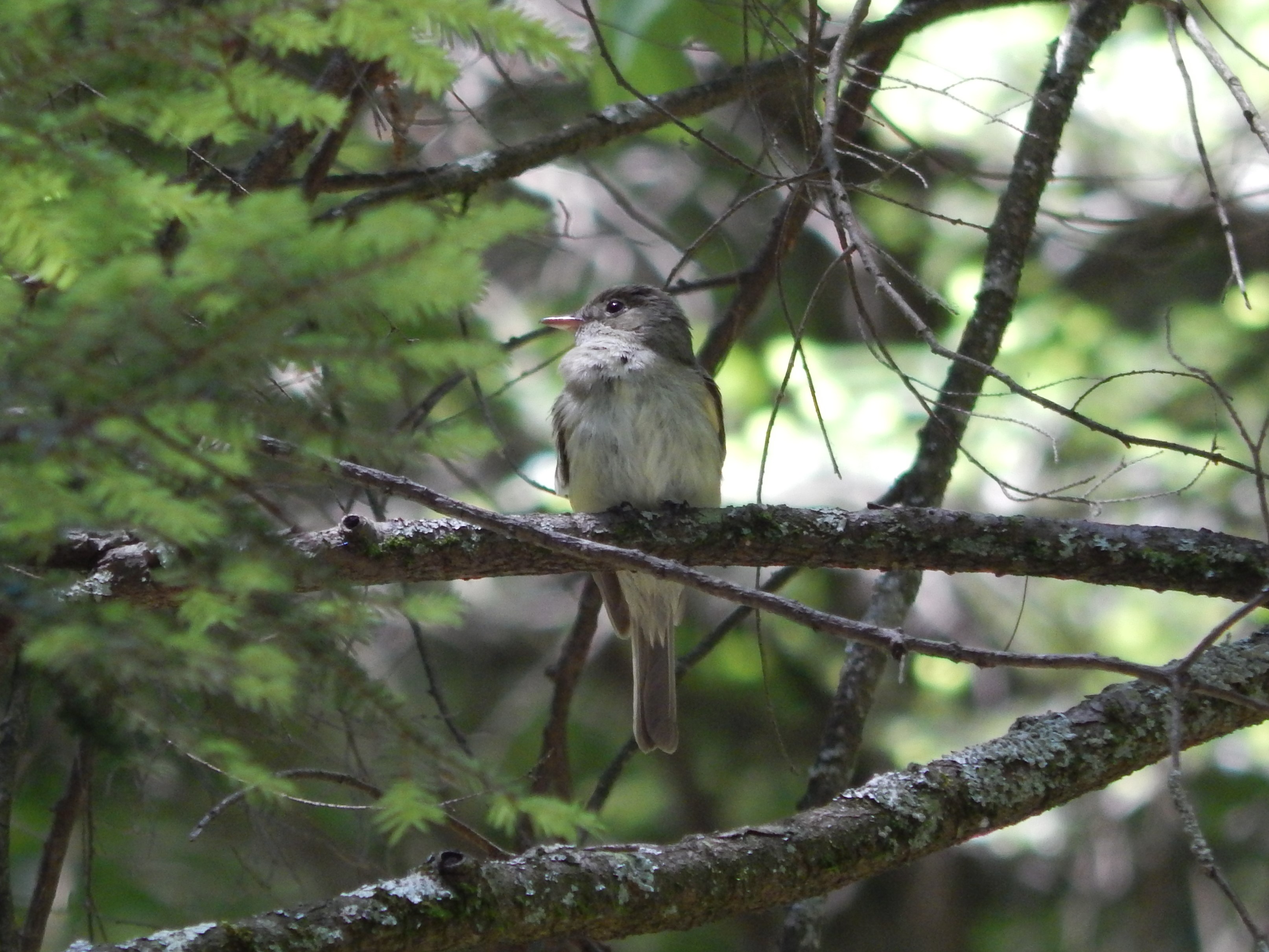 One invasive pest species can alter an entire ecosystem