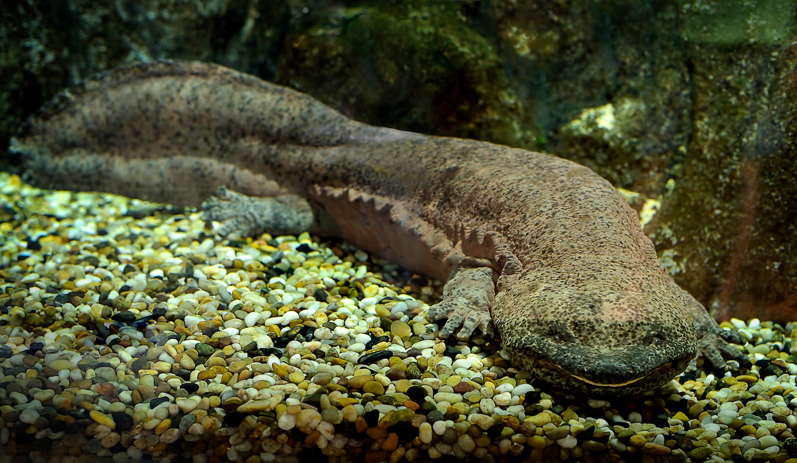 Endangered delicacy: Earth’s biggest amphibian disappearing