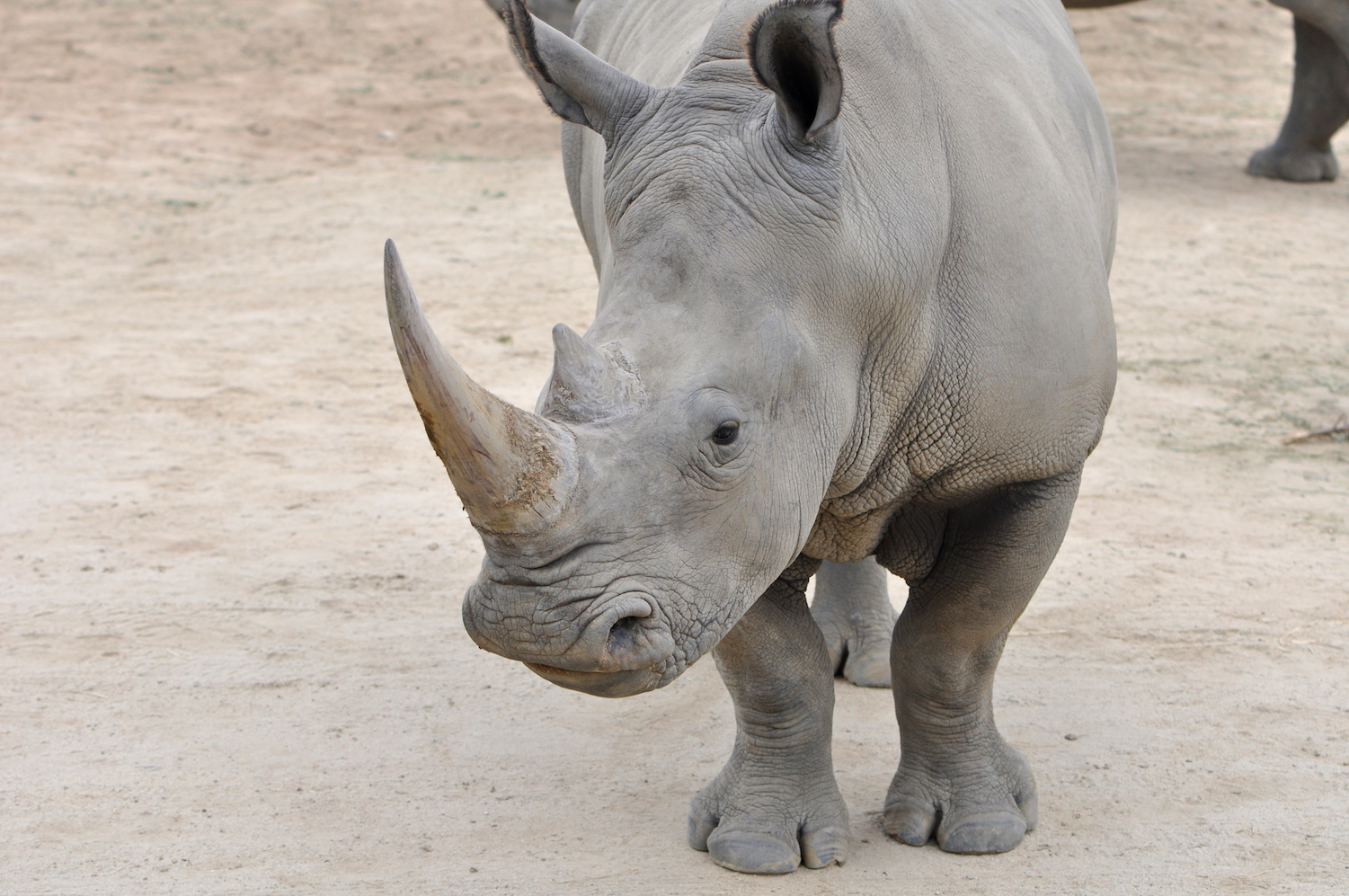 New strategy could save Northern White Rhinos from extinction