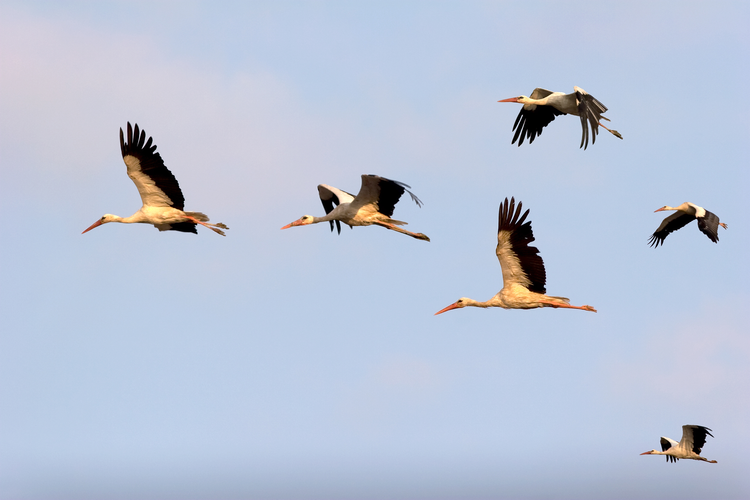 The birds who lead the flock are the strongest flyers