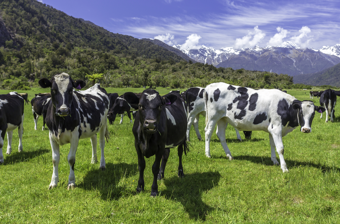 New Zealand to cull 126,000 cows to eradicate disease