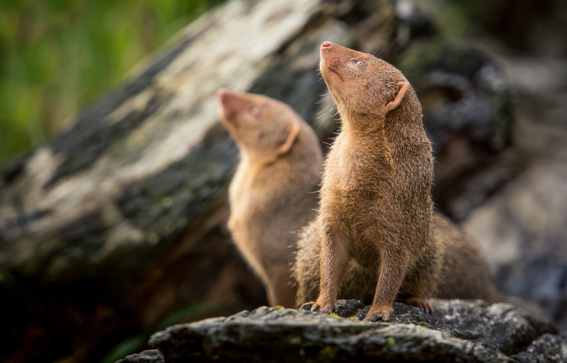 Mongooses remember to reward each other for favors