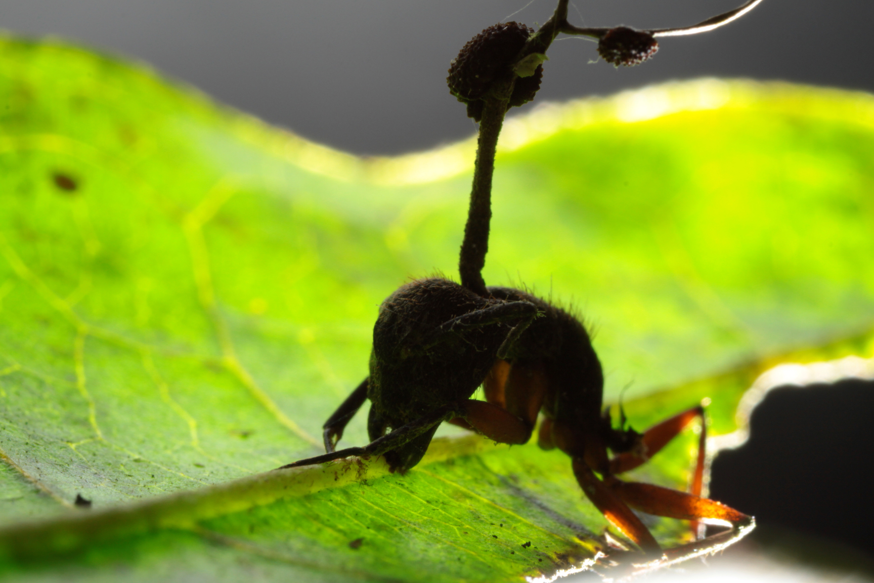 The fungus that drives zombie ants has adapted to climate change