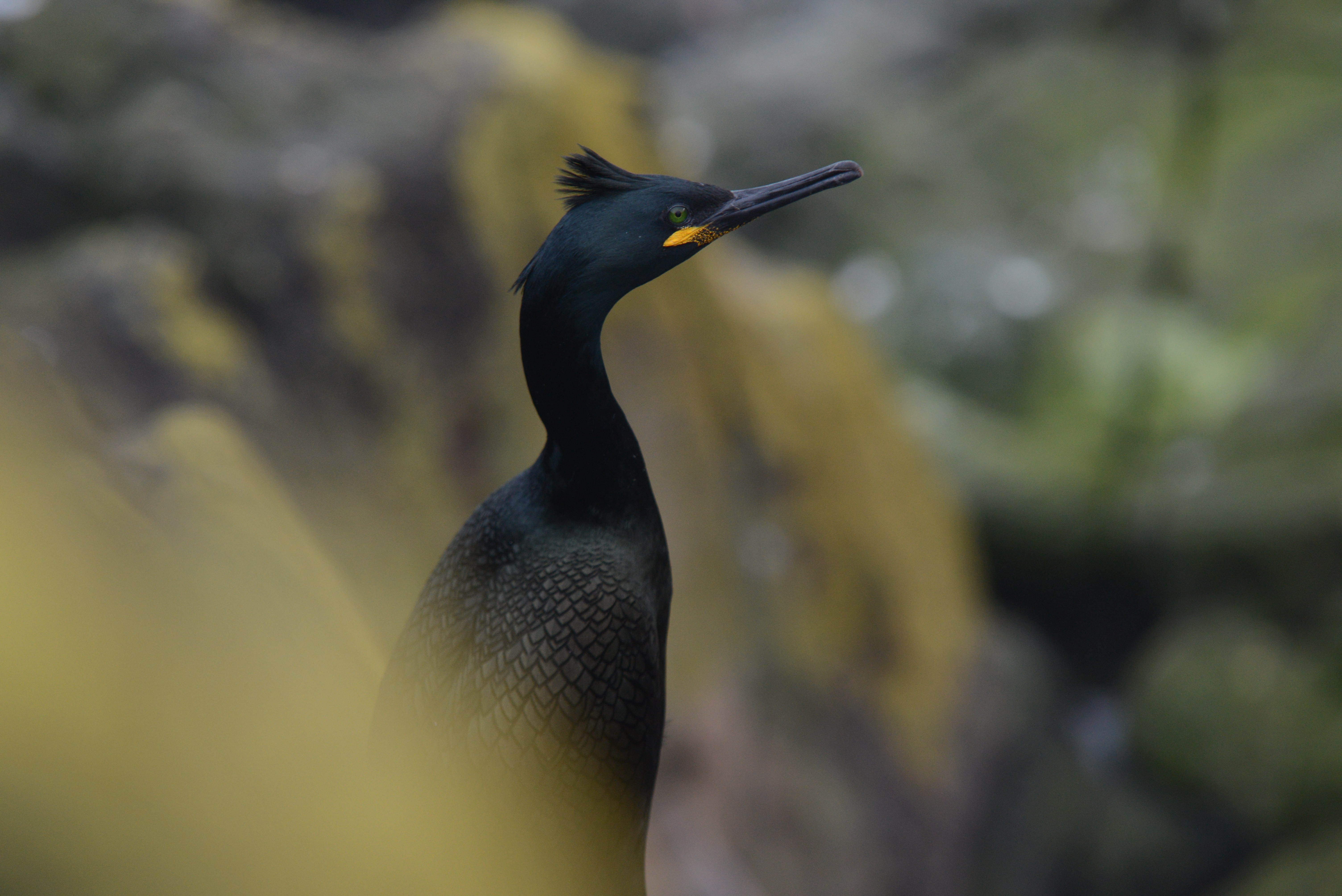 Parasites make it harder for seabirds to fly and raise young