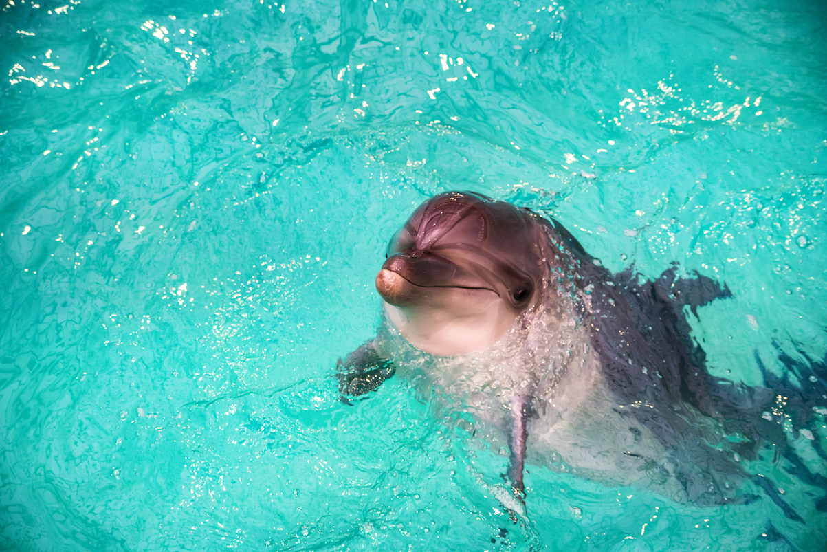 Captive dolphins are the happiest when interacting with humans