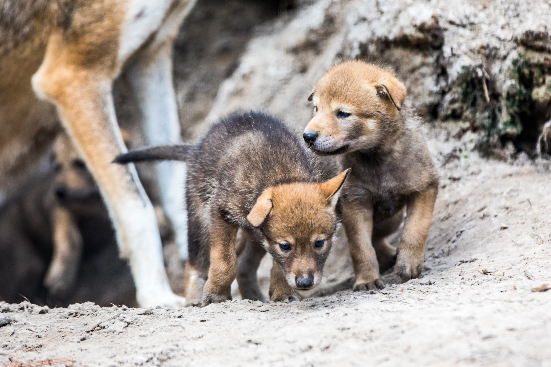 Tampa zoo welcomes new litter of highly endangered red wolf pups