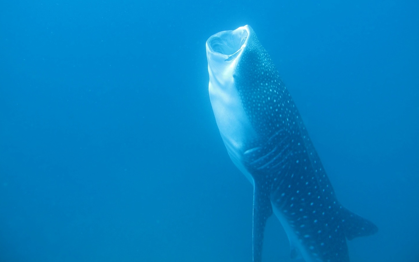 Female whale shark sets the record for longest migration