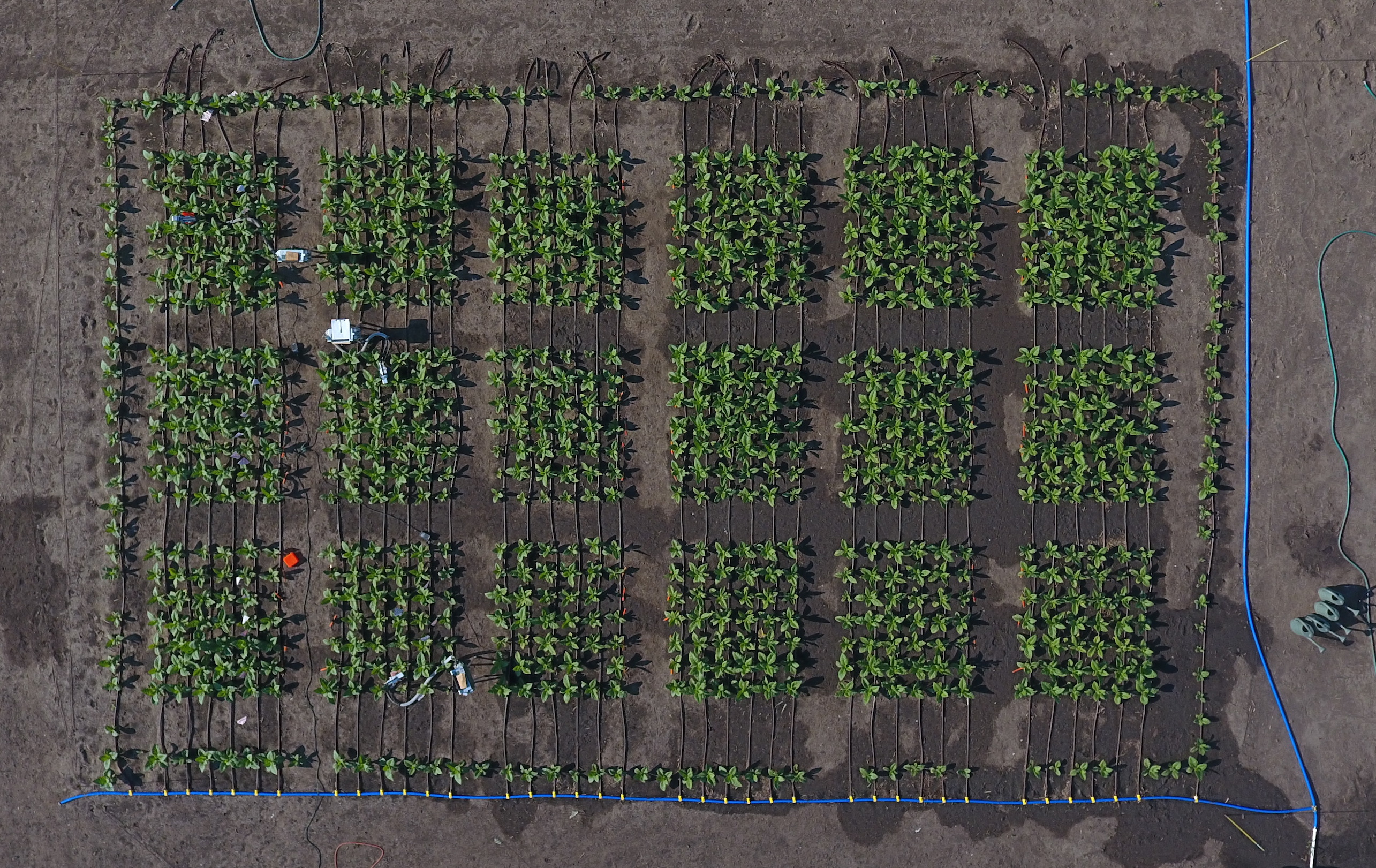 Stimulating photorespiration increases crop yields by 47 percent