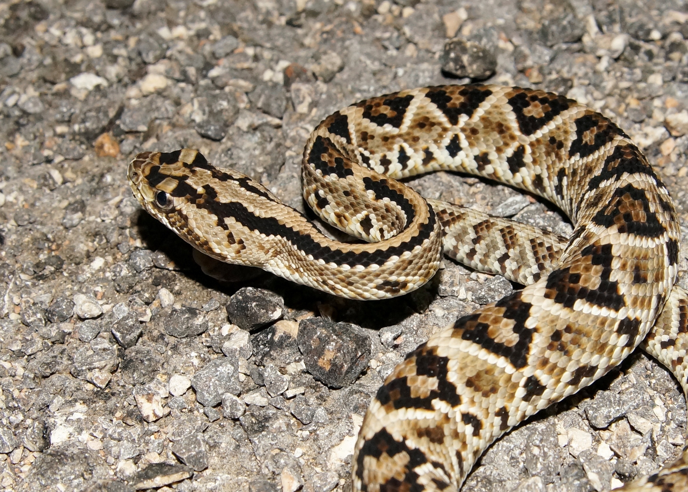 Don’t judge a snake by its rattle: rattlesnakes in the Americas