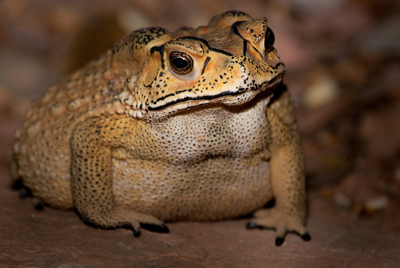 Toxic toad species could escalate Madagascar’s biodiversity crisis