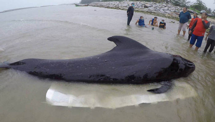 Pilot whale dies with 17 pounds of plastic in its stomach