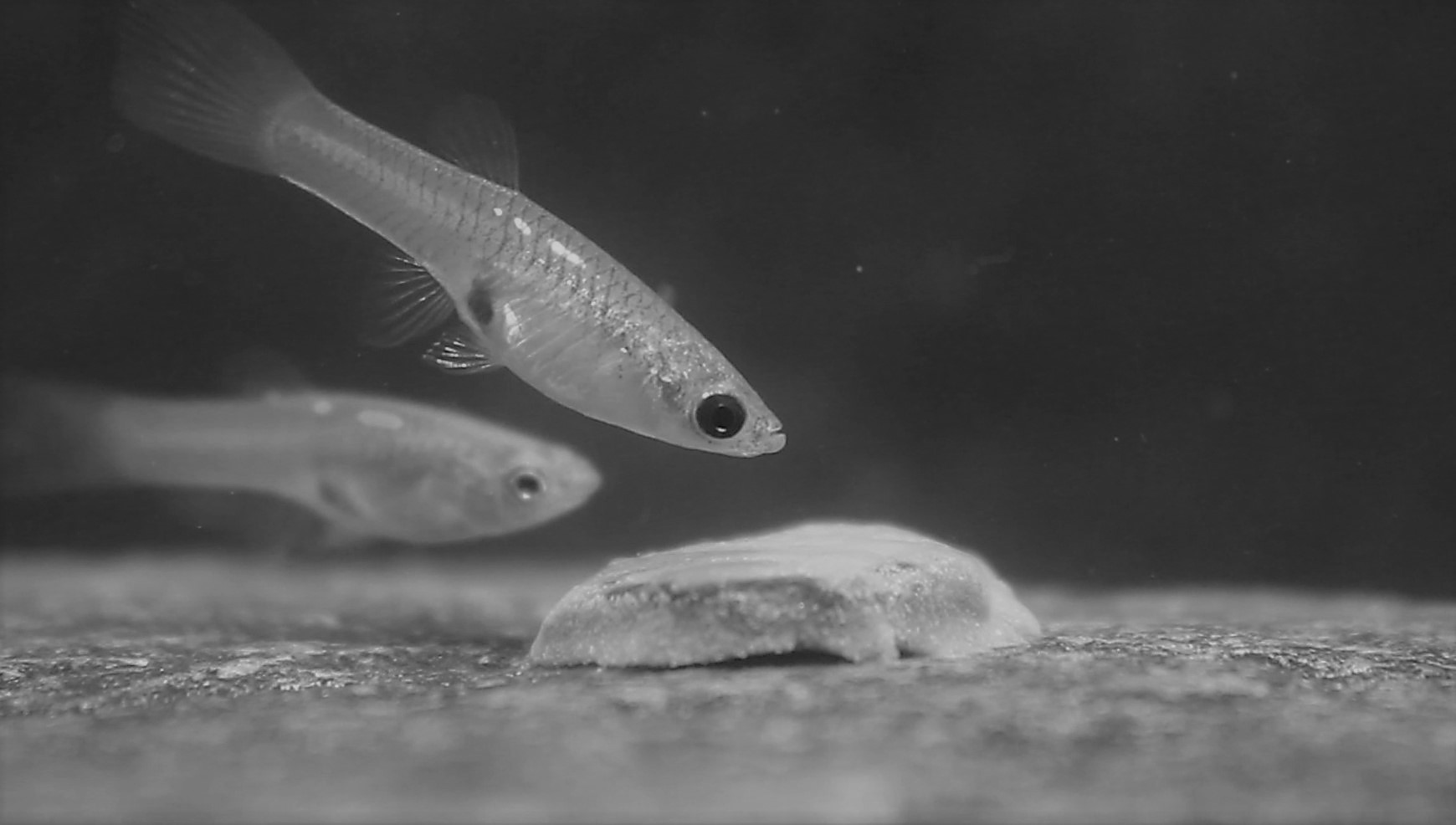 Guppies give rivals a warning by turning their eyes black