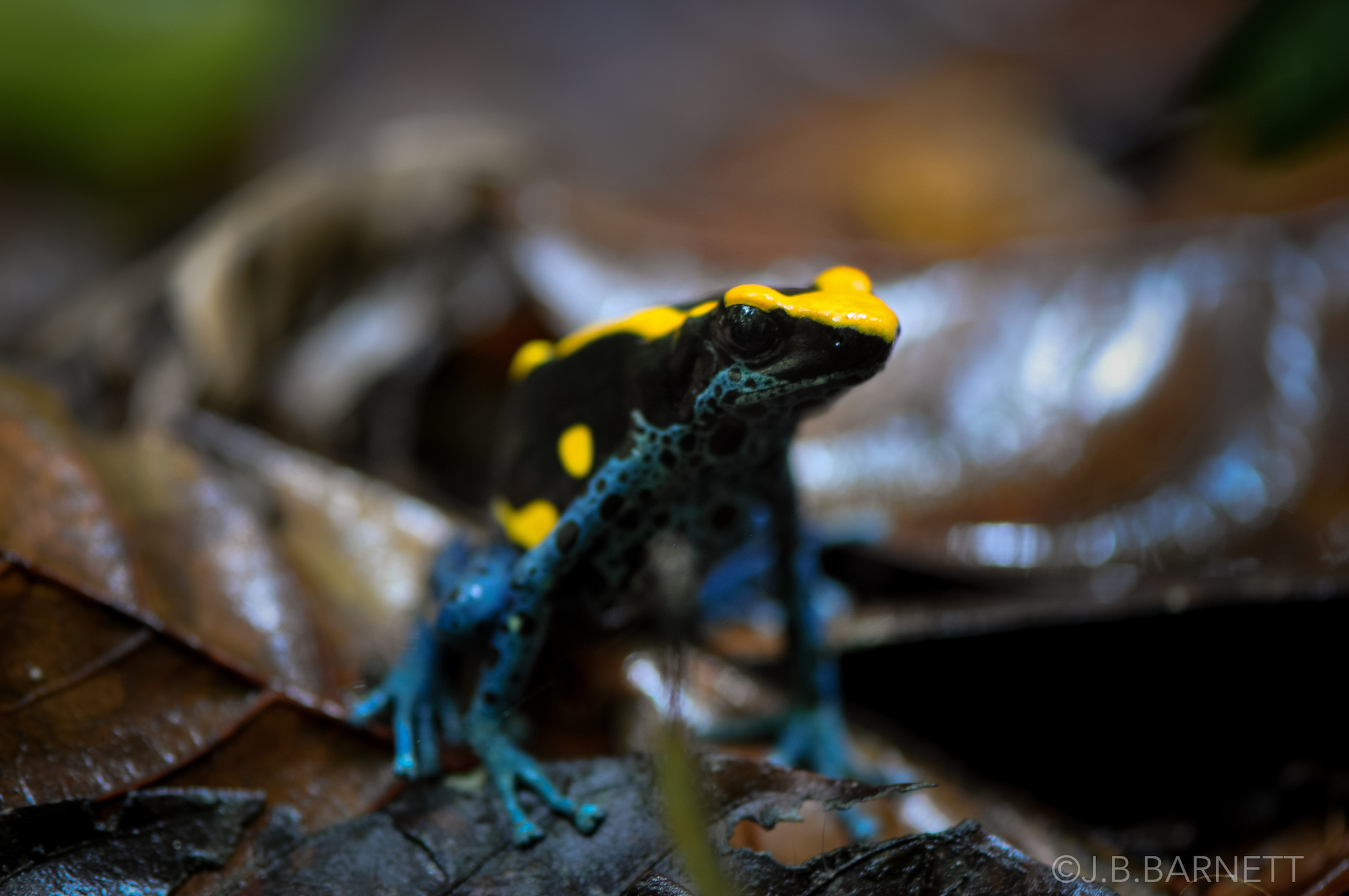 Poison dart frogs use their bright colors as camouflage