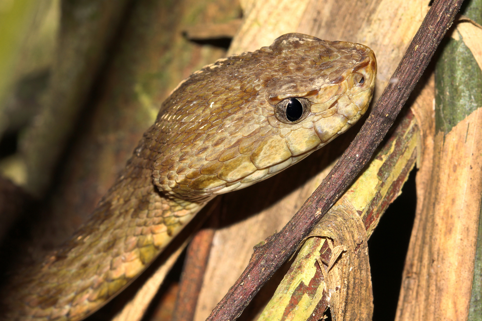 How just a few drops of viper venom call kill you