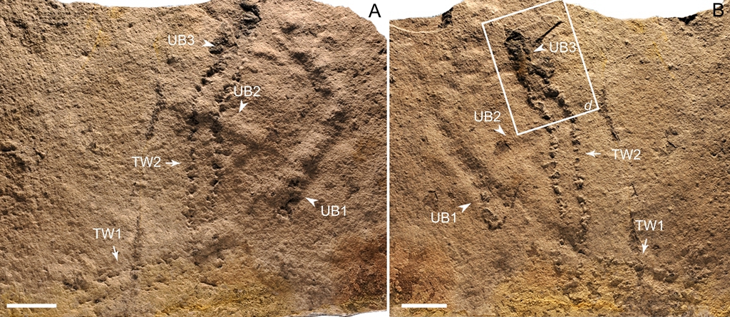 Oldest animal fossil footprint on record discovered in China