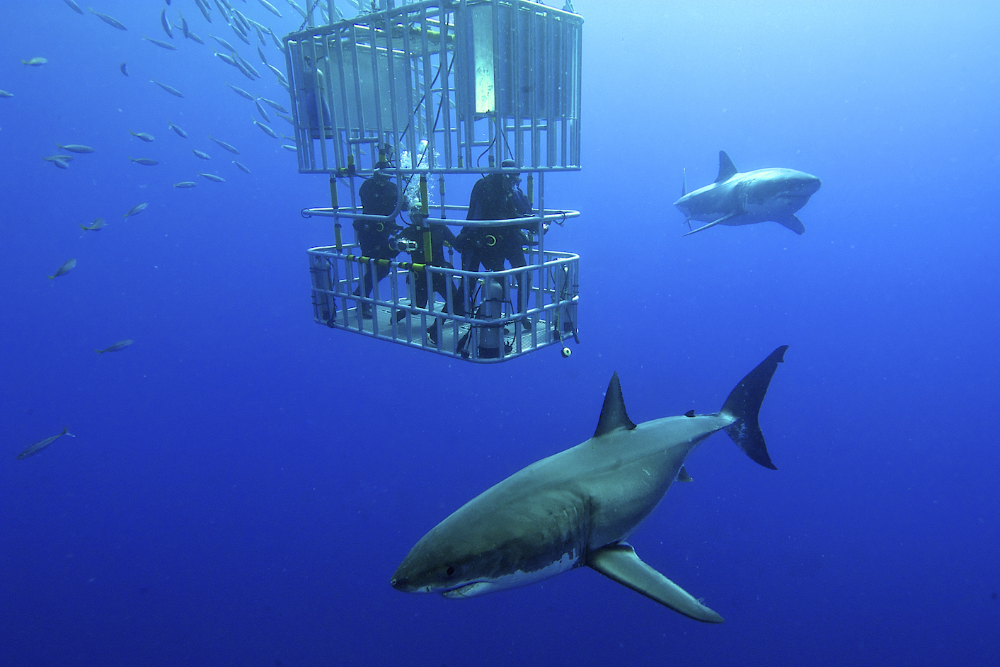 Cage diving may be affecting the health of great white sharks
