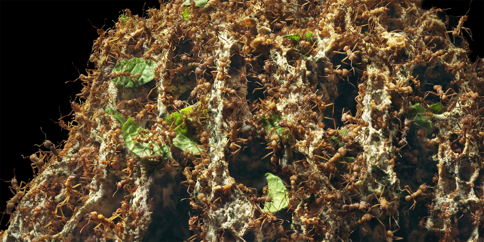 Chemical attacks from parasites have big impacts on insects