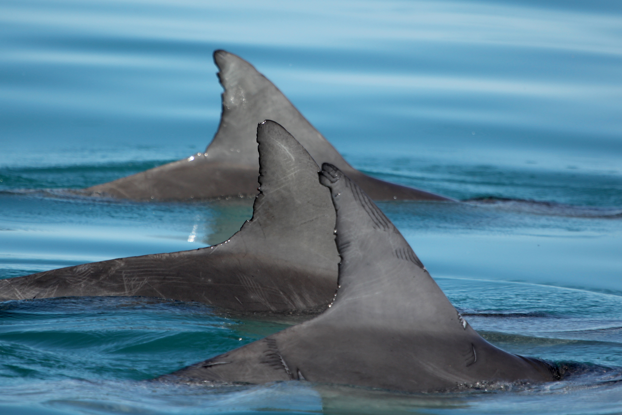 Intricate communication strategies seen in male dolphin alliances