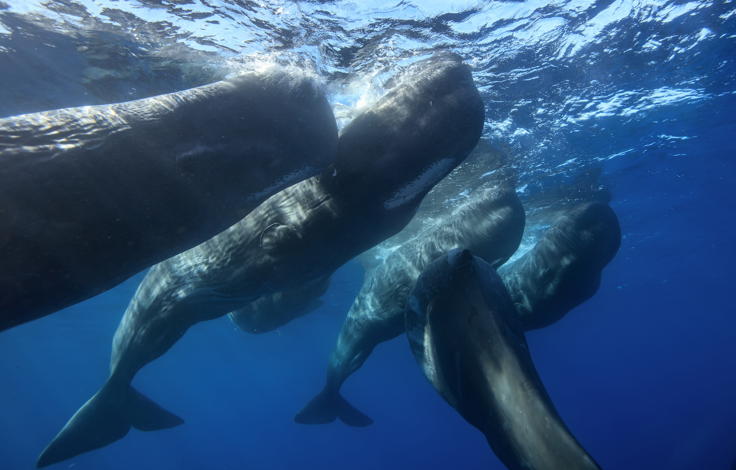 New research reveals that whales mourn their dead