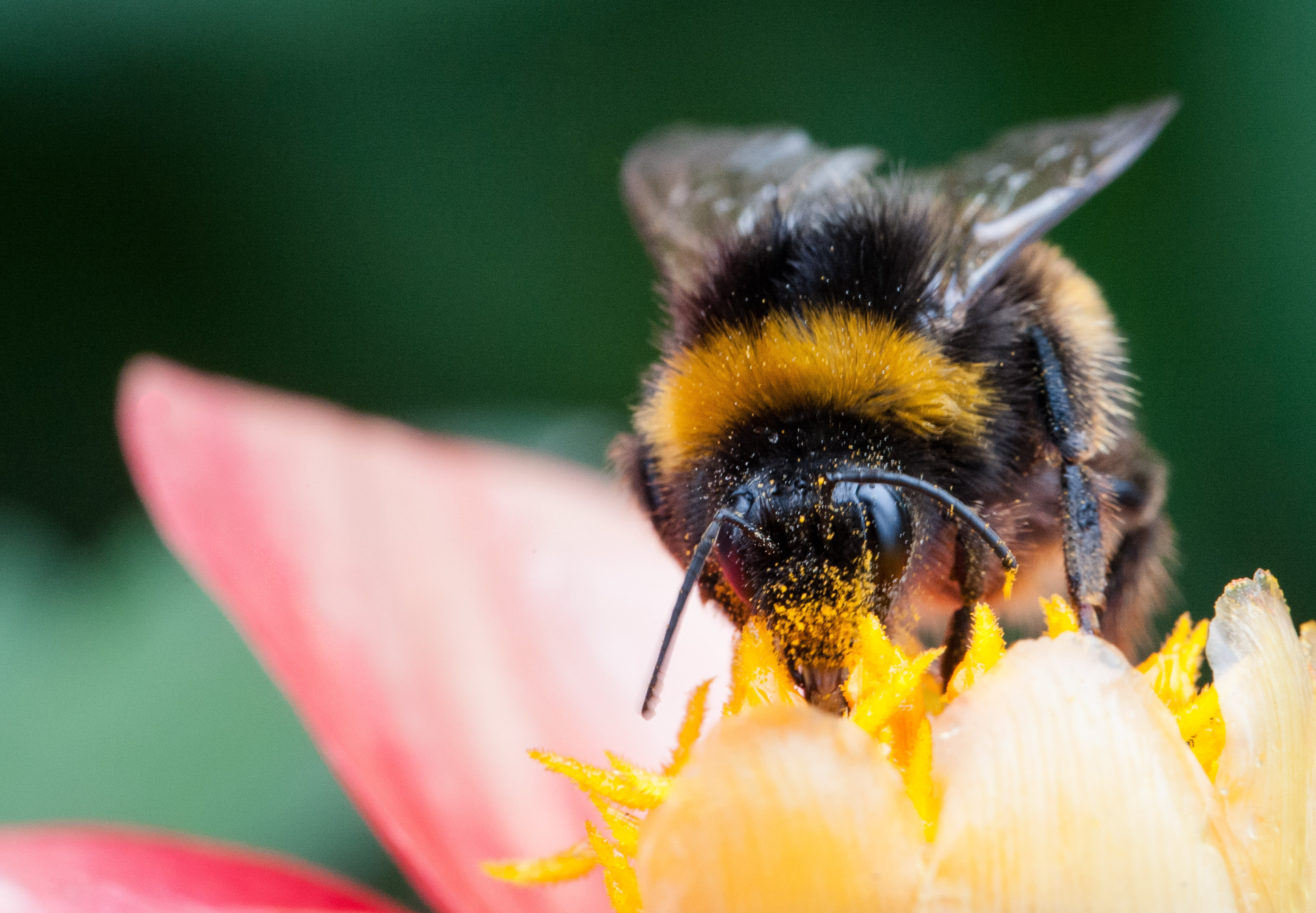 Bees can recognize flowers by their unique scented patterns
