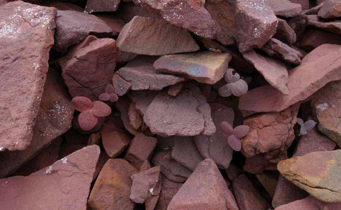 Like animals, plants also use camouflage to hide from predators